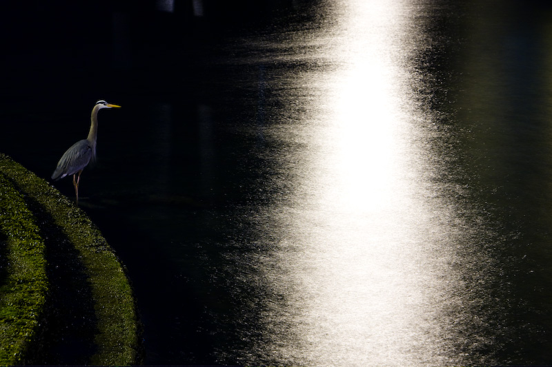 Great Blue Heron